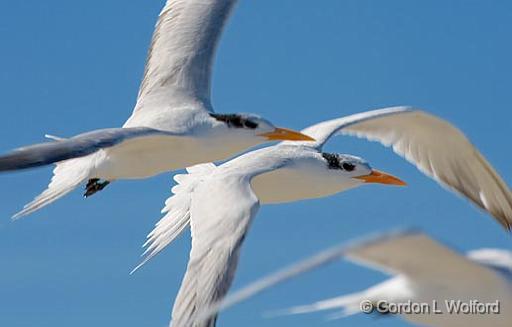 Terns In Flight_41442.jpg - Photographed along the Gulf coast on Mustang Island near Corpus Christi, Texas, USA.